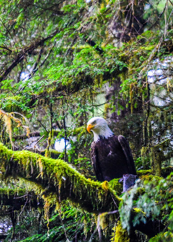 Bald eagle perched on a mossy branch deep in an old growth Pacific Northwest forest