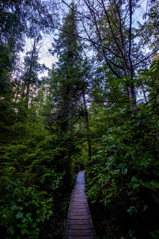 Wooden boardwalk trail disappearing into dense dark Pacific Northwest old-growth forest