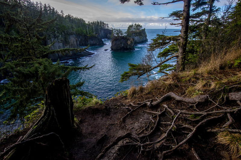 Gnarled tree roots on a coastal overlook with sea stacks and turquoise water visible below